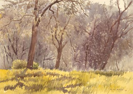 David William Burley (1901-1990) - 1968 Watercolour, Olive Grove