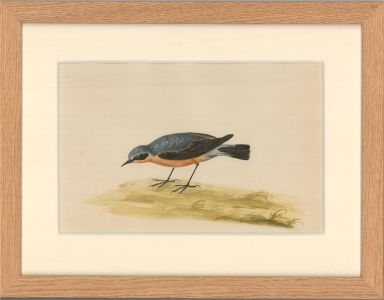 19th Century Watercolour - American Robin