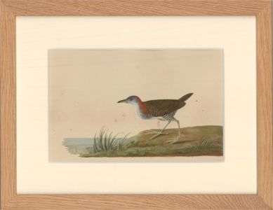 19th Century Watercolour - Wading Bird