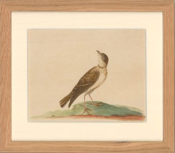 19th Century Watercolour - Brown Thrasher