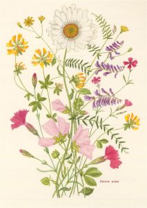 Sylvia Hyde - 20th Century Watercolour, Four Wild Flower Studies