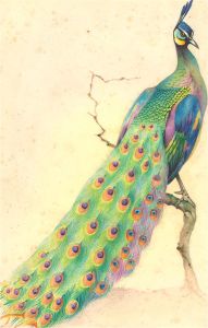 Mid 20th Century Watercolour - Burmese Peacock