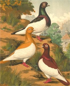 Cassell, Petter, & Galpin - Late 19th Century Lithograph, Cassel's Pigeons III