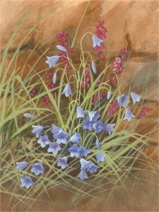 Dawn Waring - Mid 20th Century Watercolour, Floral Study