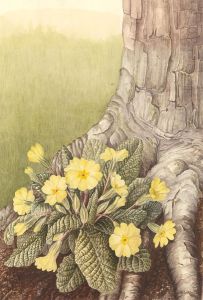 Pauline Dean - Signed Mid 20th Century Watercolour, Foot of the Tree