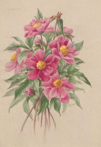 Helen Haynes - 1968 Watercolour, Pink Clematis