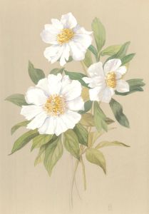 Helen Haynes - Mid 20th Century Watercolour, White-Windflower