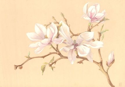 Helen Haynes - Mid 20th Century Watercolour, Pink Magnolia