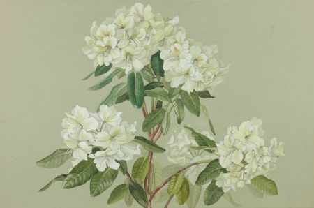 Helen Haynes - Mid 20th Century Watercolour, White Blossom