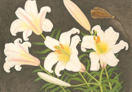 A. Twinning - Monogrammed 1953 Watercolour, Lillium Regale