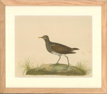 19th Century Watercolour - Corn Crake