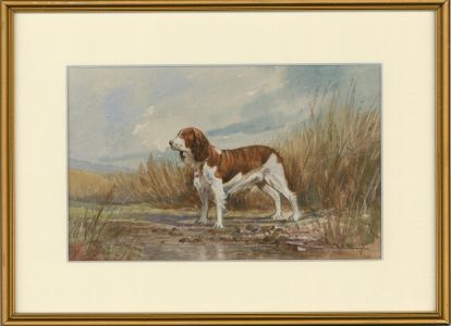 Michael Crawley - 20th Century Watercolour, Springer Spaniel