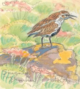 Peter Partington (b.1941) - 20th Century Watercolour, Wren On A Rock