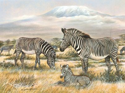 H.C. Babington - Contemporary Watercolour, Grevy's Zebras