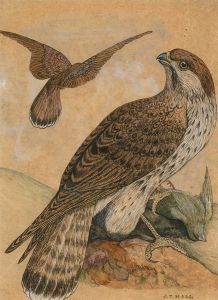 J. T. Hall - Early 20th Century Watercolour, Falcons