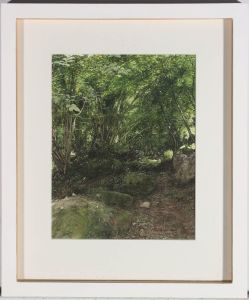 Peter Kellow - Framed Contemporary Watercolour, Rocks in Bathampton Down Wood