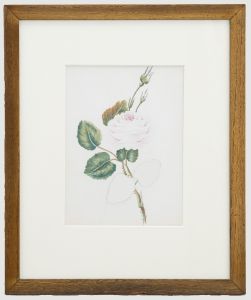 Framed 19th Century Watercolour - English Rose