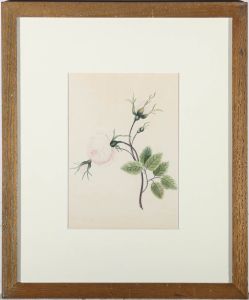 Framed 19th Century Watercolour - English Rose
