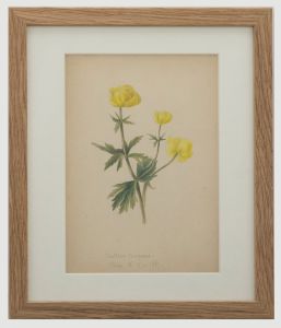 English School 19th Century Watercolour - Trollius Europaeus