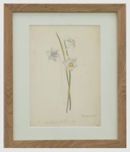 English School 19th Century Watercolour - Poet's Daffodil