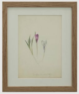 English School 19th Century Watercolour - Crocus Flowers