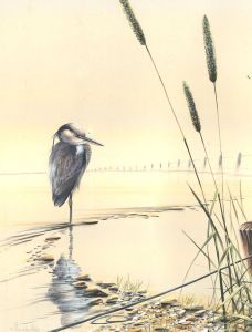 Warwick Higgs (b.1956) - Contemporary Watercolour, Heron in the Water