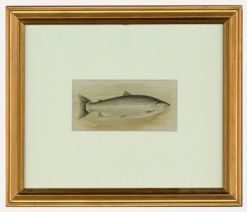 Early 20th Century Watercolour - Atlantic Salmon