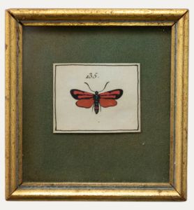 Pair of Miniature Mid 20th Century Watercolours - Day Moths