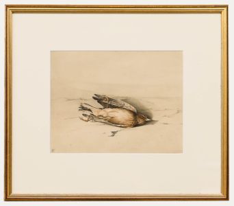 English School Late 19th Century Watercolour - Study of a Dead Bird