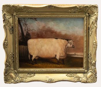 Framed 20th Century Oil - English Shorthorn
