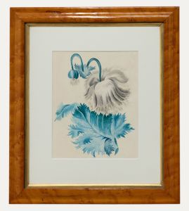Mid 19th Century Watercolour - White Poppy