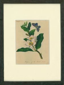 1831 Watercolour - Blossom of the Betel Nut