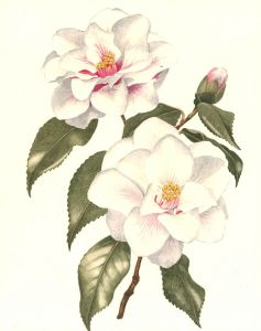 Leslie C.  - Mid 20th Century Watercolour, White Camellia