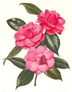 Leslie C.  - Mid 20th Century Watercolour, Pink Camellia