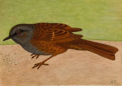 A. Twinning - Mid 20th Century Watercolour, Small Brown Bird