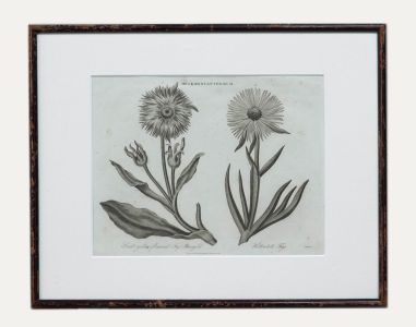19th Century Engraving - Fig Marigolds