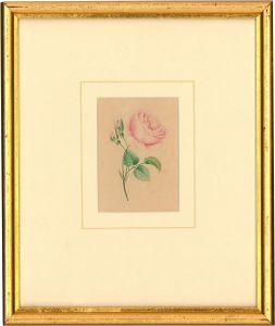 Framed Late 19th Century Watercolour - Study of a Rose