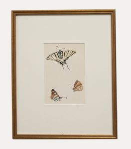 20th Century Watercolour - Butterflies IV