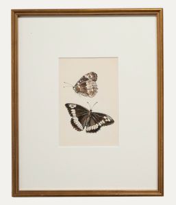 20th Century Watercolour - Butterflies III