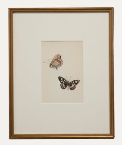 20th Century Watercolour - Butterflies VIII