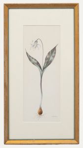 Emily Sartain (1903-1990) - Framed Watercolour, Study of a White Lily