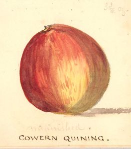 Mid 19th Century Watercolour - Cowern Quining