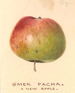 Mid 19th Century Watercolour - Omer Pacha - A New Apple