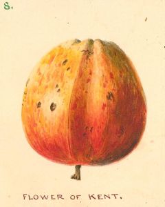 Mid 19th Century Watercolour - Flower of Kent Apple