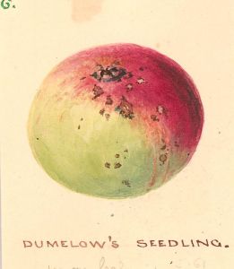 Mid 19th Century Watercolour - Dumelow's Seedling