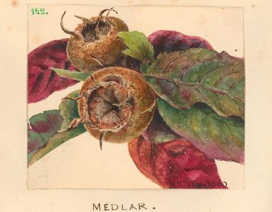 Mid 19th Century Watercolour - Medlar Apple