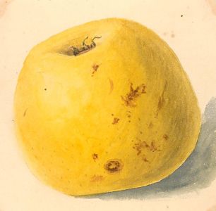 Mid 19th Century Watercolour - Dumelows Seedling