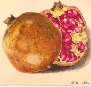 1860 Watercolour - Pomegranate