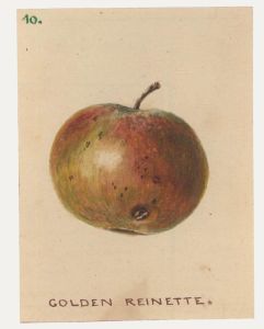 Mid 19th Century Watercolour - Golden Reinette