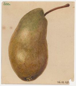 c.1860 Watercolour - Marie Louise Pear